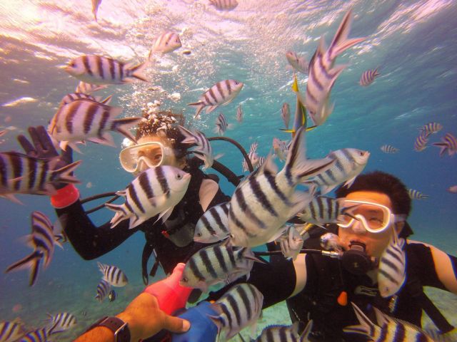 ウミガメとダイバー